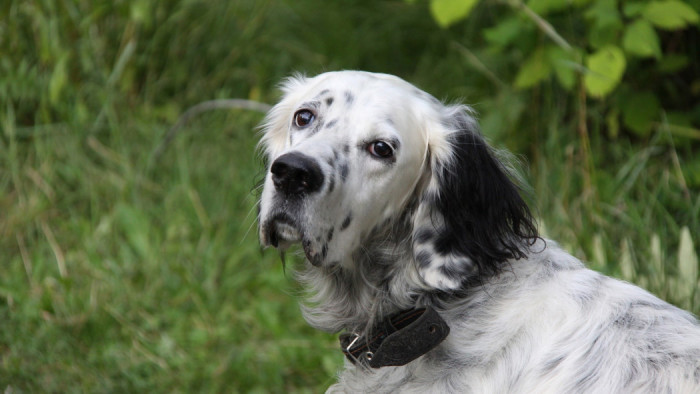 Câine de câine engleză setter fotografii frumoase, cum ar fi câinii adulți și cățeluși arata ca