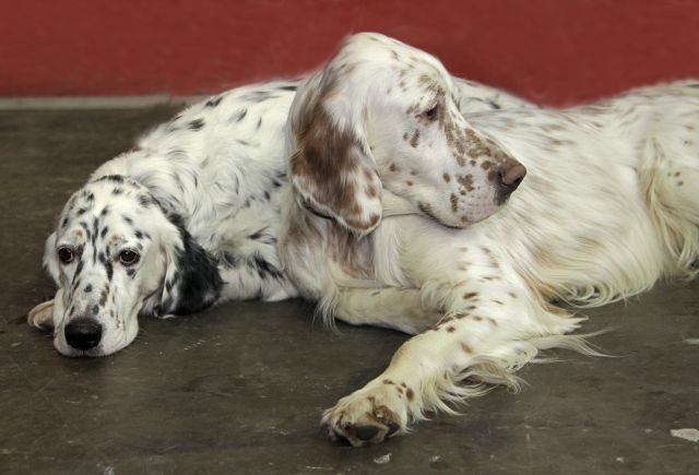 Câine de câine engleză setter fotografii frumoase, cum ar fi câinii adulți și cățeluși arata ca