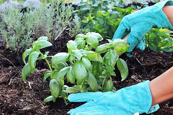 Plantare busuioc în răsaduri la domiciliu, atunci când plantare, picking, video