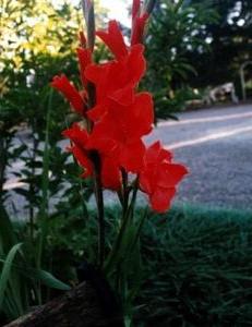 Plantarea gladiolilor pe germeni