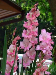 Plantarea gladiolilor pe germeni