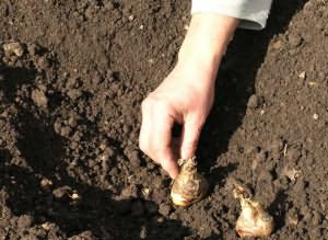 Plantarea gladiolilor pe germeni