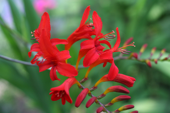 Plantarea unui montbretia, cabana, casa