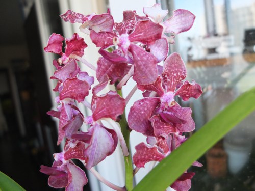 Посадка ванди в кору - клуб любителів орхідей