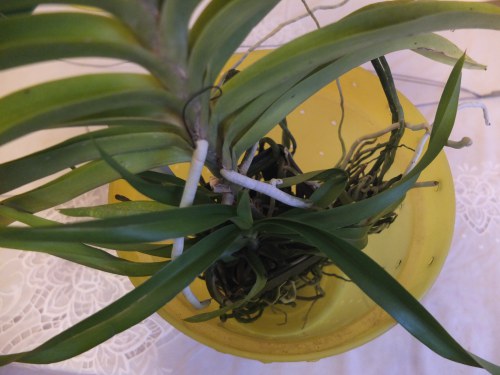 Plantarea unui vanda în coajă - un club de iubitori de orhidee