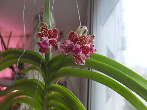 Посадка ванди в кору - клуб любителів орхідей