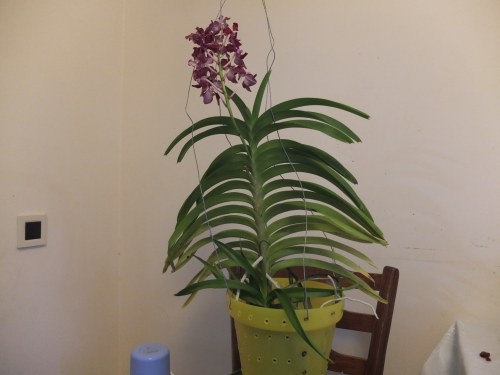 Plantarea unui vanda în coajă - un club de iubitori de orhidee
