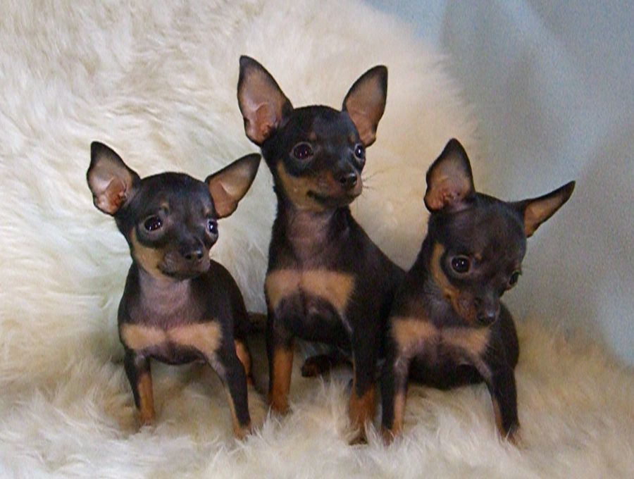 A szekvenciát a védőoltások Toy terrier