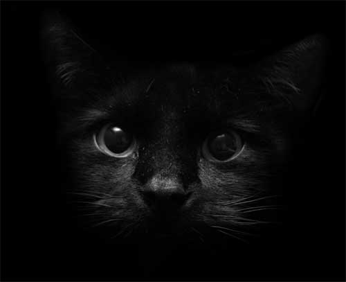 Convingeri despre pisicile negre