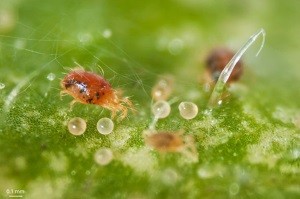 A existat un acarian de păianjen pe plante interioare, cum să se ocupe cu folk și chimic