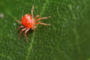 З'явився павутинний кліщ на кімнатних рослинах, як з ним боротися народними і хімічними