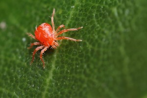 A existat un acarian de păianjen pe plante interioare, cum să se ocupe cu folk și chimic