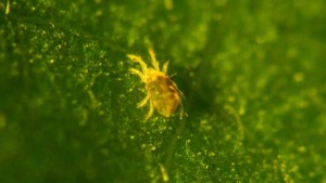 З'явився павутинний кліщ на кімнатних рослинах, як з ним боротися народними і хімічними