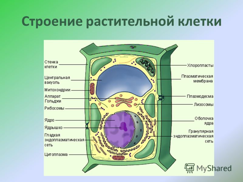 Презентація на тему цитологія - наука про клітину будову рослинної клітини