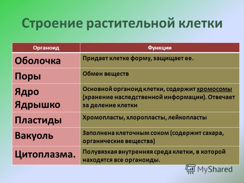 Презентація на тему цитологія - наука про клітину будову рослинної клітини