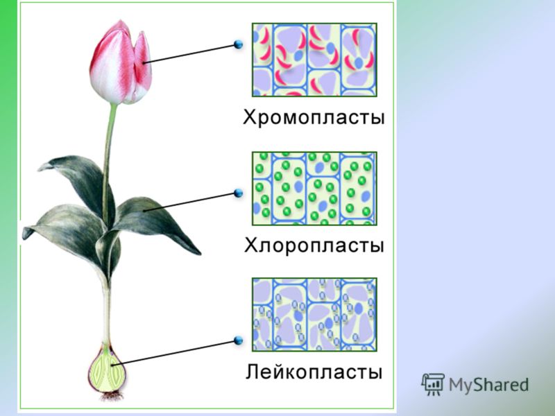 Презентація на тему цитологія - наука про клітину будову рослинної клітини