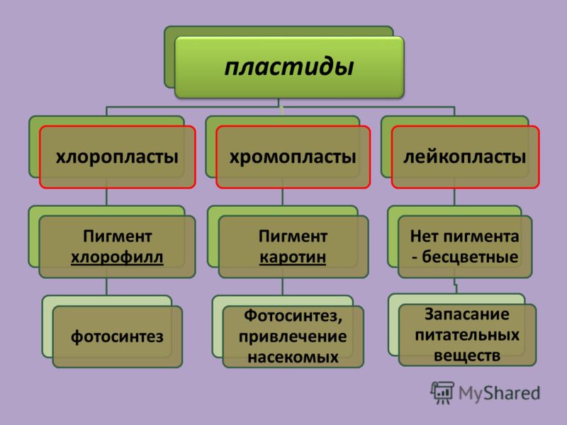 Prezentare pe tema citologiei - știința structurii celulare a celulei de plante