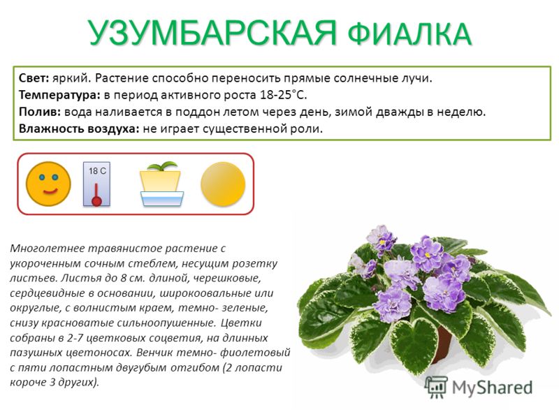 Prezentare pe tema pașaportului plantelor de interior (geranium, sparanghel, begonia, agave, aloe, violet)