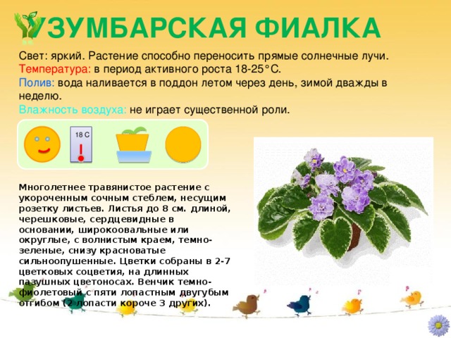 Презентація - паспорт кімнатних рослин - дошкільна освіта, презентації