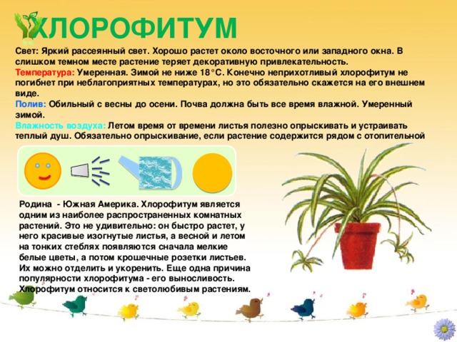 Prezentare - pașaportul plantelor de interior - educație preșcolară, prezentări