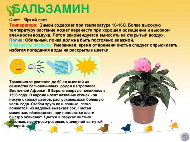 Презентація - паспорт кімнатних рослин - дошкільна освіта, презентації