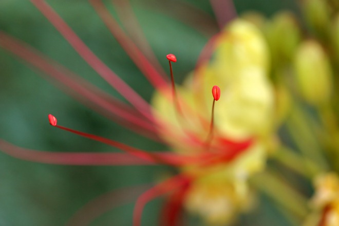 Tehnici de fotografiere creativă 5 metode nestandardizate de fotografie macro, pe care toată lumea le poate stăpâni