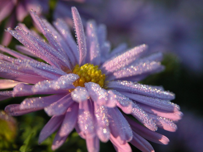 Tehnici de fotografiere creativă 5 metode nestandardizate de fotografie macro, pe care toată lumea le poate stăpâni