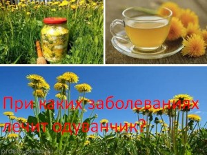 При яких захворюваннях лікує кульбаба