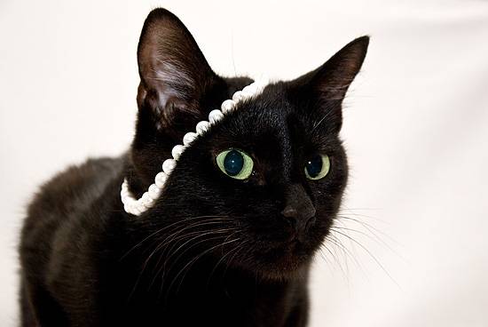Прикмети кішки, чорна кішка кіт приносить удачу, забобони кішки, кішка-диявол, розташування сатани,