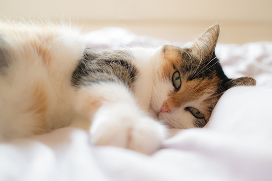 Prevenirea bolilor comune la pisici