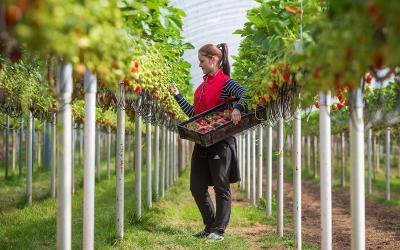 Industrie și agricultură în Marea Britanie