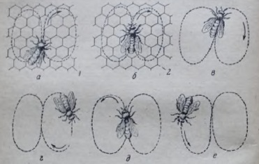 Munca albinelor pentru colectarea nectarului și a polenului, apicultura pentru începători, biologia albinelor, inventarul,