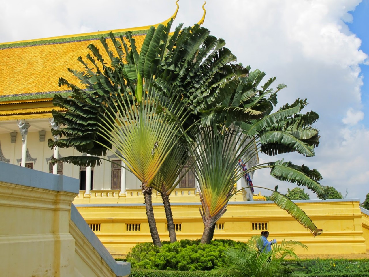 Ravenala din Madagascar sau pomul călătorilor (lat