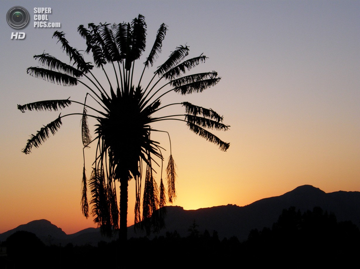 Ravenala din Madagascar sau pomul călătorilor (lat