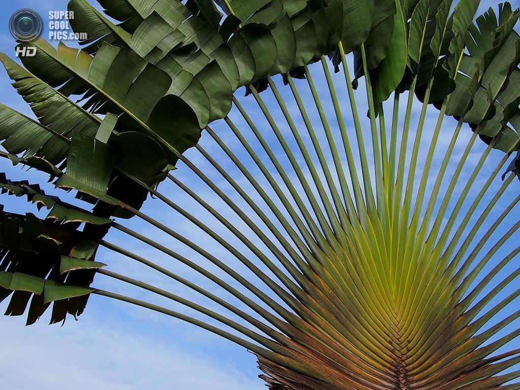 Ravena Madagaszkár, vagy a fa az utasok (lat