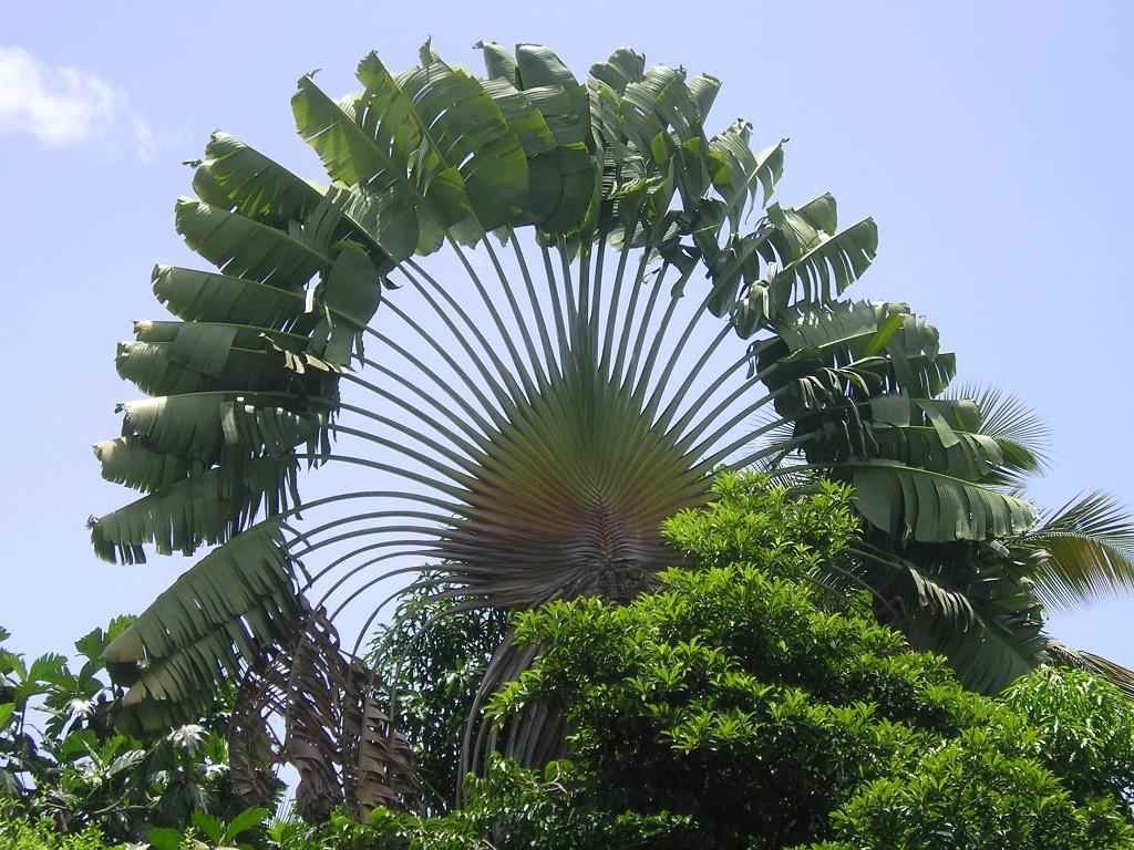 Ravena Madagaszkár, vagy a fa az utasok (lat