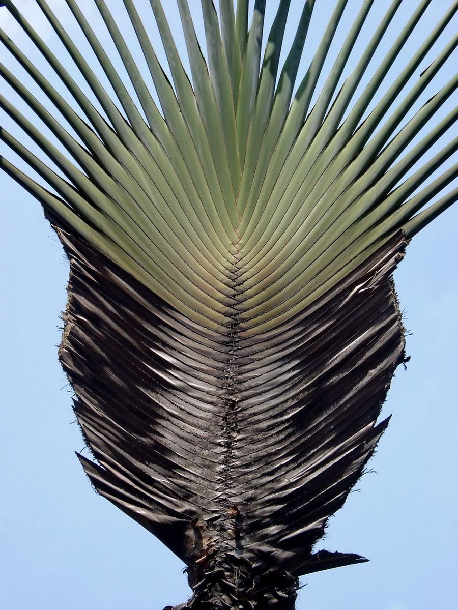 Ravena Madagaszkár, vagy a fa az utasok (lat