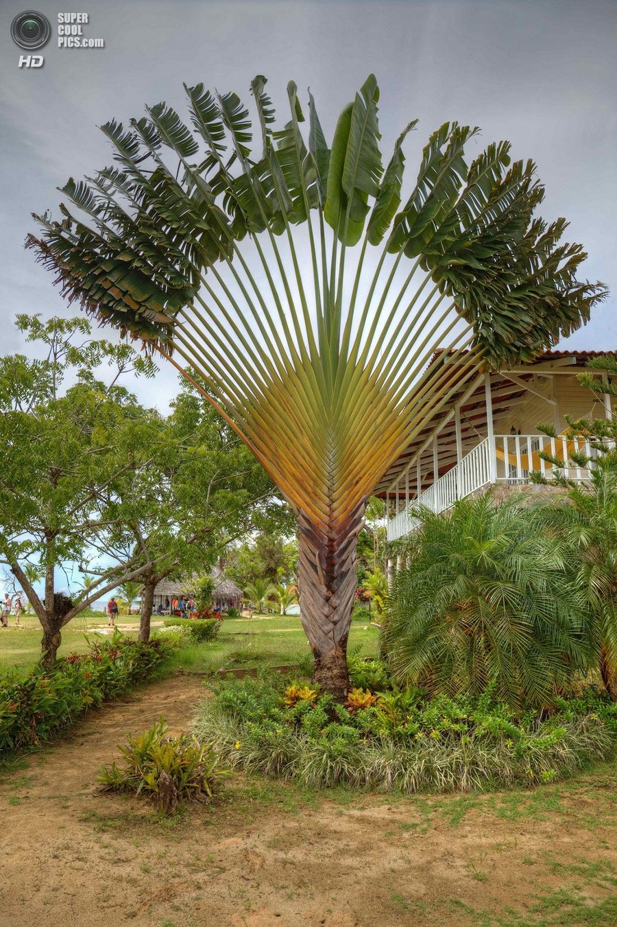 Ravena Madagaszkár, vagy a fa az utasok (lat