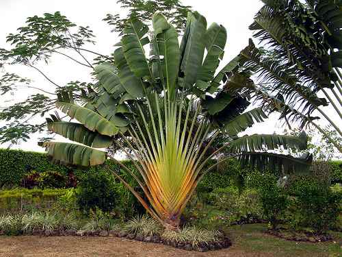 Ravenala Madagascar este o plantă uimitoare, un simbol național, un călător de copaci