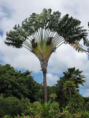 Равена мадагаскарська-дивовижна рослина, національний символ, дерево-мандрівників