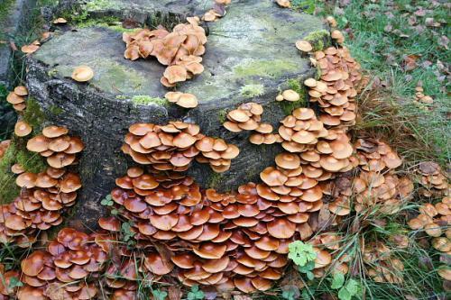 Розбираємося які гриби ростуть на пнях