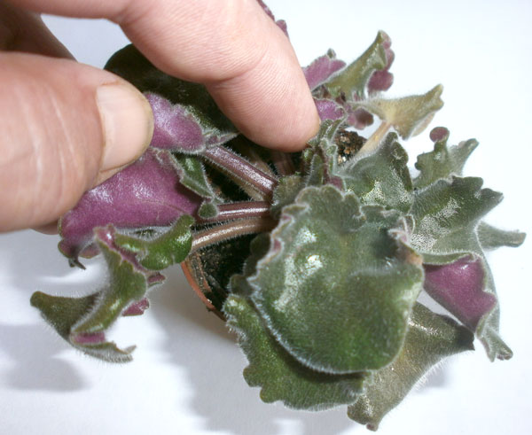 Szaporodás ibolya lap (Uncle Cactus kivágás) Sokszorosítása ibolya lap