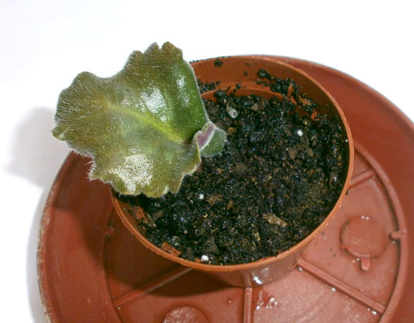 A szaporodási ibolya lap (Uncle Cactus Crop azálea) Sokszorosítása ibolya lap