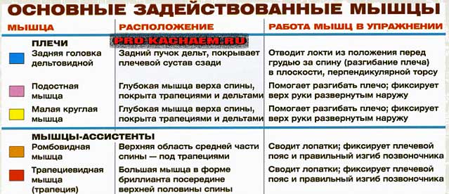 Розведення гантелей в нахилі - pro-kach - бодібілдинг для початківців