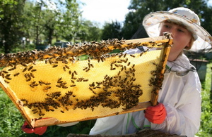 Розведення бджіл для початківців все про бджіл і бджільництво з нуля, особливості догляду