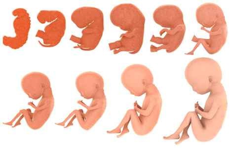 Розвиток дитини (плода) в утробі матері