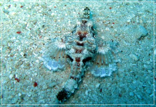 Fish-Pegasus (lat (Hal-Pegasus) Fish-Pegasus (latin: