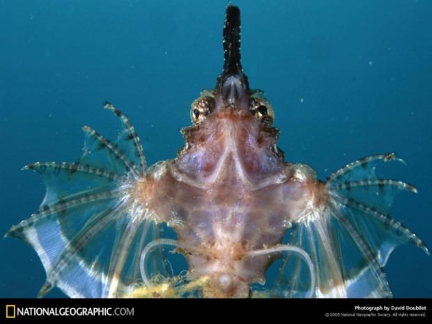 Fish-Pegasus (lat (Hal-Pegasus) Fish-Pegasus (latin: