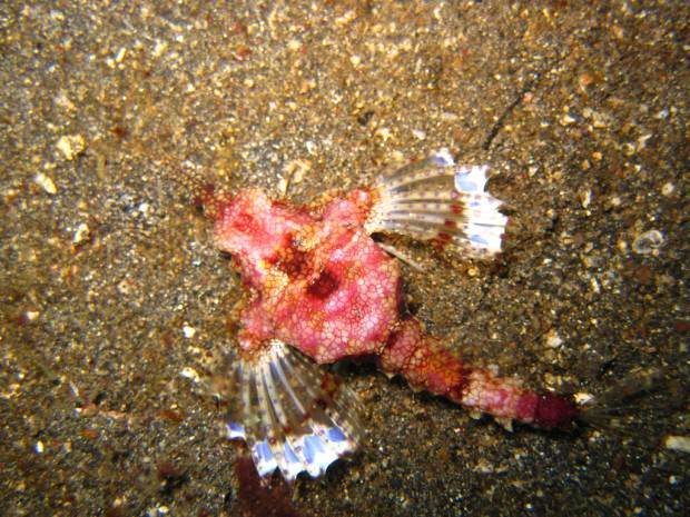 Fish-Pegasus (lat (Hal-Pegasus) Fish-Pegasus (latin:
