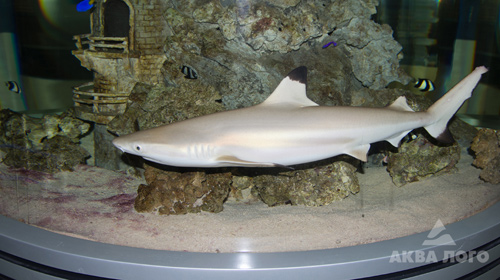 Rechin Belp rechin